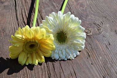 Tahta arka planda güzel Gerbera çiçekleri, yaz konsepti, yakın görüş   