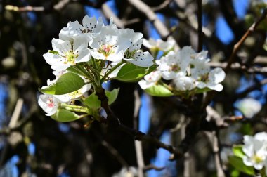 Beyaz güzel çiçekli elma ağacı dalları, yakın plan, bahar konsepti.  