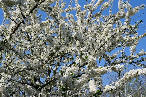 Apfelbaumzweige Mit Weißen Schönen Blüten Nahaufnahme Frühlingskonzept — Stockfoto