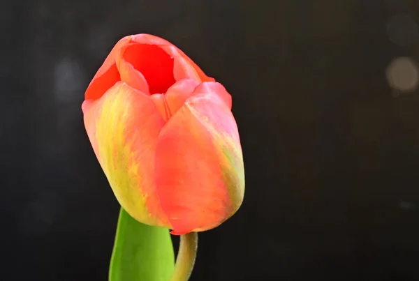 Hermoso Tulipán Sobre Fondo Oscuro Concepto Verano Vista Cercana —  Fotos de Stock
