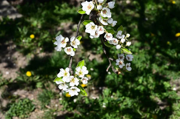 Apfelbaumzweige Mit Weißen Schönen Blüten Nahaufnahme Frühlingskonzept — Stockfoto