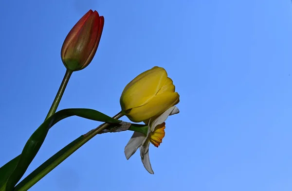 Schöne Narzissen Und Tulpen Auf Himmelshintergrund Sommerkonzept Nahsicht — Stockfoto