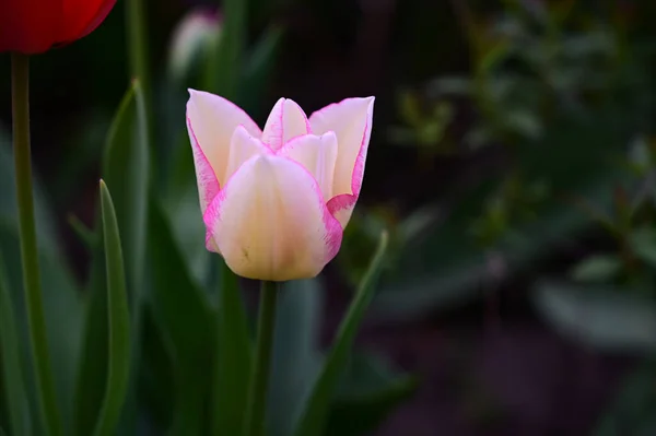 Krásný Tulipán Rostoucí Zahradě Létě Slunečný Den — Stock fotografie