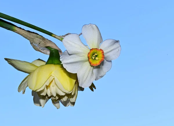 Красивые Цветы Нарцисса Фоне Неба Летняя Концепция Близкий Вид — стоковое фото