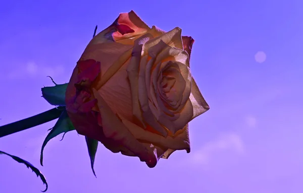 Piękny Kwiat Róży Tle Nieba Koncepcja Lato Widok Bliska — Zdjęcie stockowe
