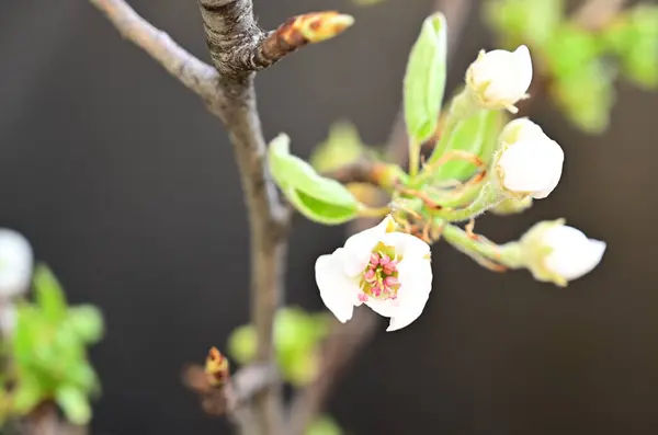 Grenar Med Vackra Äpple Blommor Mörk Bakgrund Sommar Koncept Nära — Stockfoto