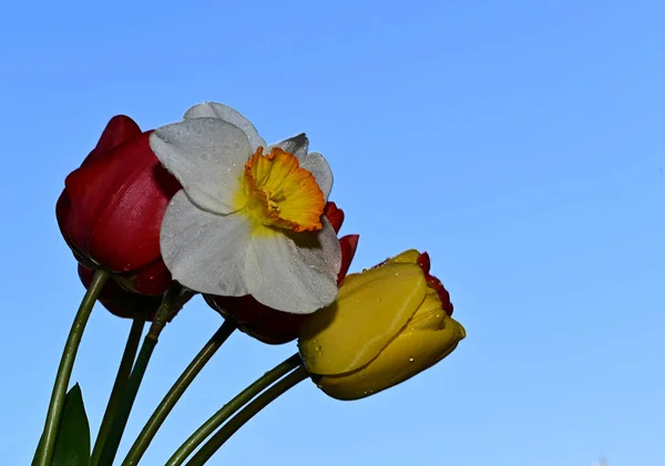 Tautropfen Auf Schönen Narzissen Und Tulpen Auf Himmelshintergrund Sommerkonzept Nahsicht — Stockfoto
