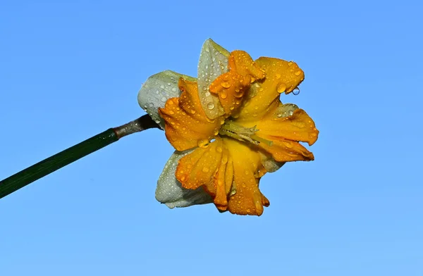 Dagg Droppar Vackra Påsklilja Blomma Himlen Bakgrund Sommar Koncept Närbild — Stockfoto