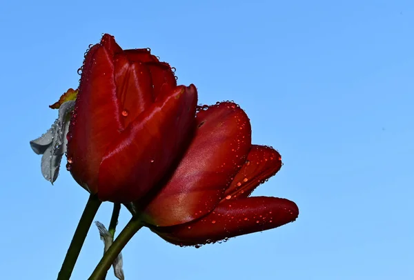 Tautropfen Auf Schönen Narzissen Und Tulpenblüten Himmel Sommerkonzept Nahsicht — Stockfoto
