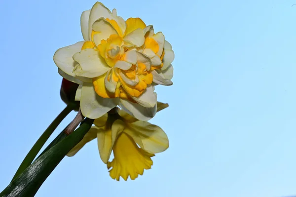 Schöne Narzissen Und Tulpen Auf Himmelshintergrund Sommerkonzept Nahsicht — Stockfoto