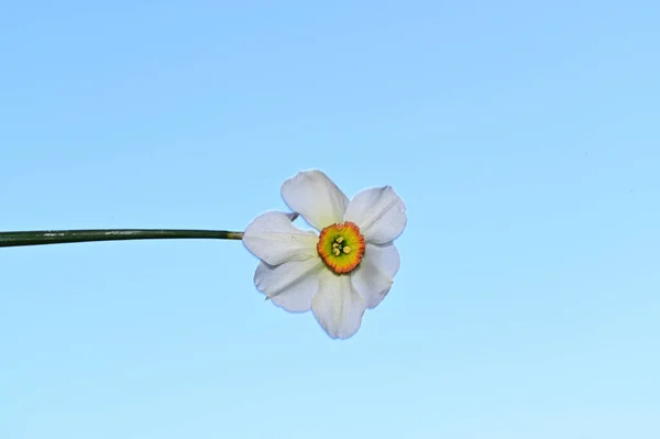 空を背景にした美しいダフォディルの花夏のコンセプトビュー — ストック写真
