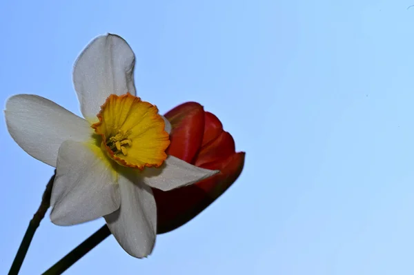 Schöne Narzisse Und Tulpe Auf Himmelshintergrund Sommerkonzept Nahsicht — Stockfoto