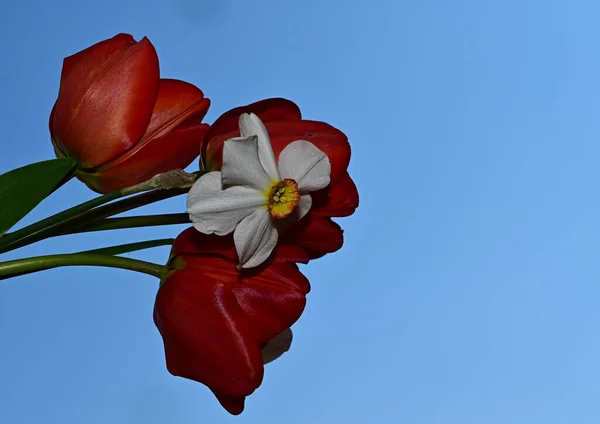 Gyönyörű Nárcisz Tulipán Háttér Nyári Koncepció Közelről — Stock Fotó