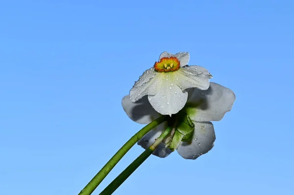 Gotas Rocío Hermosos Narcisos Fondo Del Cielo Concepto Verano Vista —  Fotos de Stock