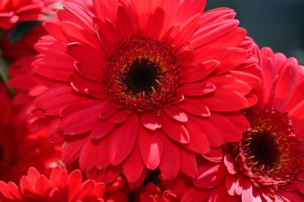 Strauß Schöner Gerbera Blumen Freien Sommerkonzept Blick Aus Der Nähe — Stockfoto