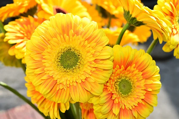 Bouquet Belles Fleurs Gerbera Plein Air Concept Été Vue Rapprochée — Photo