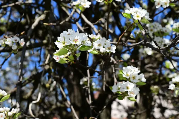 Branches Pommier Avec Belles Fleurs Blanches Gros Plan Concept Printemps — Photo