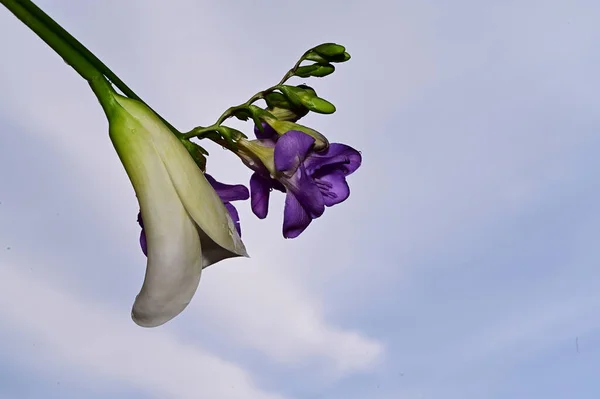 Vackra Blommor Himlen Bakgrund Sommar Koncept Nära Utsikt — Stockfoto