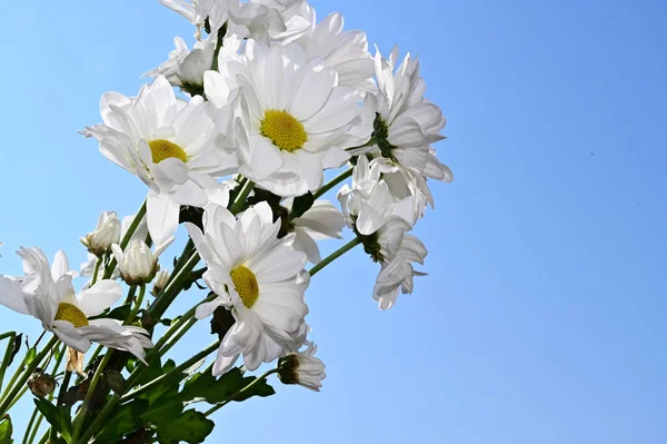 Hermosas Flores Fondo Del Cielo Concepto Verano Vista Cercana — Foto de Stock