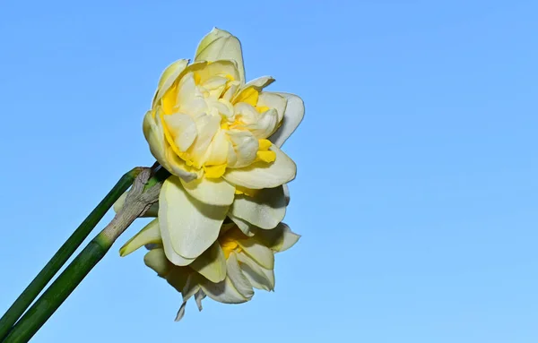 Schöne Narzissenblüten Auf Himmelshintergrund Sommerkonzept Nahsicht — Stockfoto