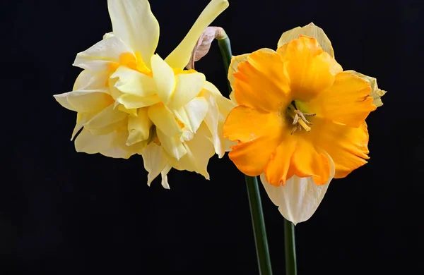 Hermosos Narcisos Sobre Fondo Oscuro Concepto Verano Vista Cercana —  Fotos de Stock