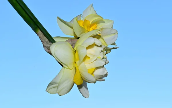 Mooie Narcis Bloemen Lucht Achtergrond Zomer Concept Close View — Stockfoto