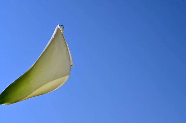 Bellissimo Fiore Calla Sfondo Cielo Concetto Estate Vista Vicino — Foto Stock