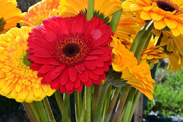 Bouquet Belles Fleurs Gerbera Sur Fond Sombre Concept Été Vue — Photo