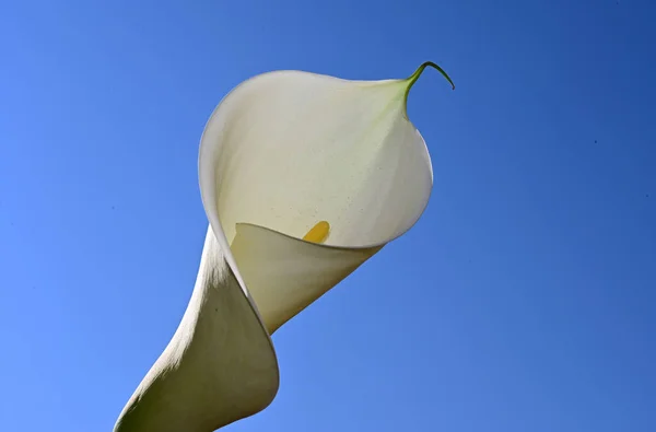 beautiful calla flower on sky background, summer concept, close view