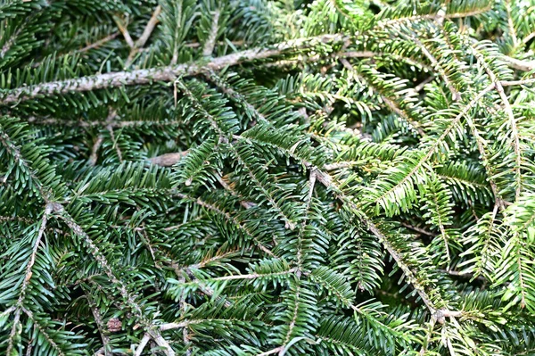 Green Spruce Branch Blurred Background Close View — Stock Photo, Image
