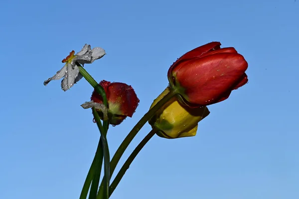 Краплі Роси Красивому Нарцисі Тюльпанах Фоні Неба Літня Концепція Вид — стокове фото
