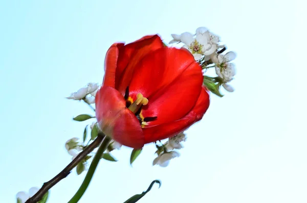 Bonito Tulipa Macieira Ramo Céu Fundo Conceito Verão Vista Perto — Fotografia de Stock