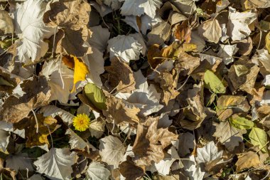 Karahindiba yeşillik arka plan