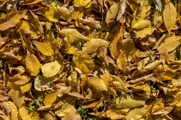 Feuillage jaune automne — Photo