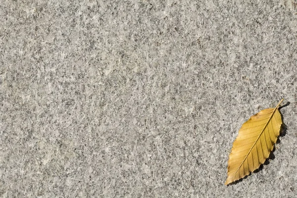 Φθινόπωρο κορνίζα με φύλλο — Φωτογραφία Αρχείου