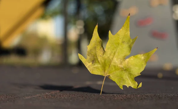 Feuille unique fond d'automne — Photo