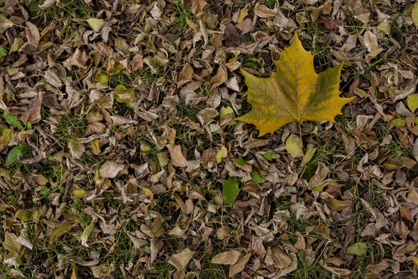 Feuille d'érable sur lit de feuilles sèches — Photo