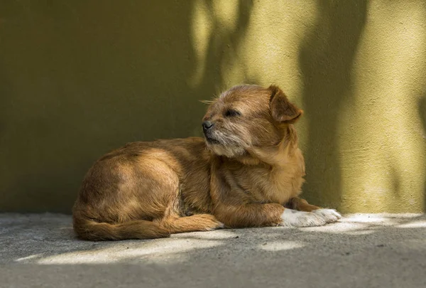 Eski küçük köpek