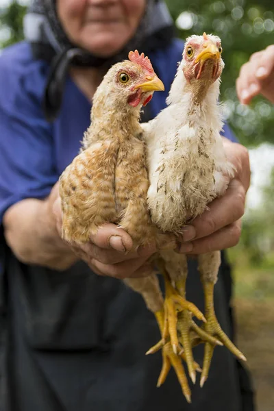Sosteniendo dos polluelos con las manos Imagen de archivo