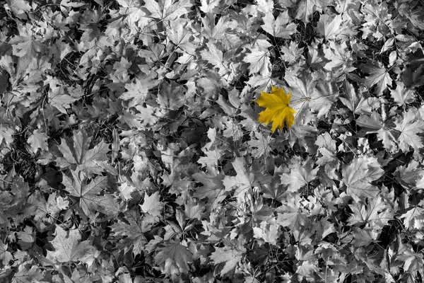 Μονόφυλλη Κίτρινο Μαύρο Και Άσπρο Φόντο Φθινοπωρινά — Φωτογραφία Αρχείου