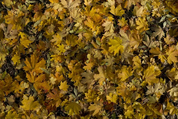 Fond Automne Avec Des Feuilles Jaunes Orange — Photo