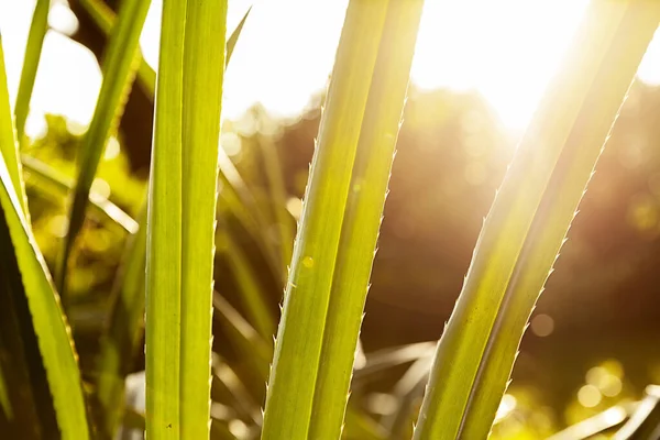 Pozostawia Światło Słoneczne Tło Lub Tapeta Zbliżenie Widok Przyrodę Zielony — Zdjęcie stockowe