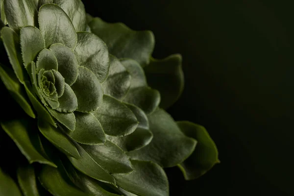 Zblízka Zelená Šťavnatá Rostlina Aeonium Arboreum Kaktusů Černém Pozadí — Stock fotografie