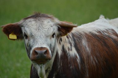 Bir ineğin portresi