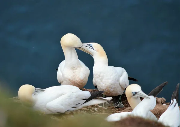 Gannets on a cliff edge — Stock Photo, Image