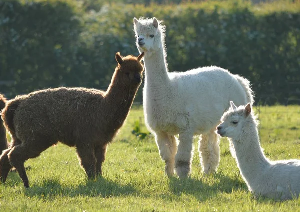 Trois lamas dans un champ Image En Vente