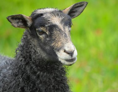 Gotland kuzu çimenlerin üzerinde