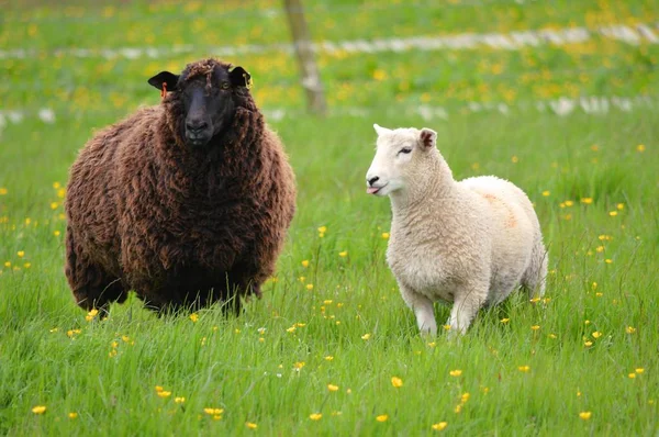 Black Sheep White Lamb — Stock Photo, Image