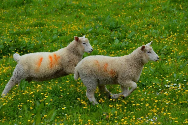 Dois cordeiros correndo em um prado — Fotografia de Stock