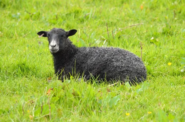 Готландский ягненок на траве — стоковое фото